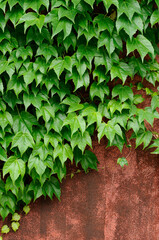 壁のアイビーの葉