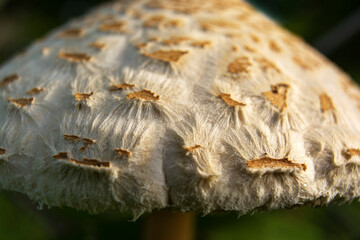 fungus macro