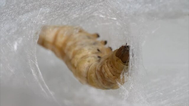 Close up of mature silkworm cocoon to build its nest, 4k real time footage, Chinese agriculture and animal concept