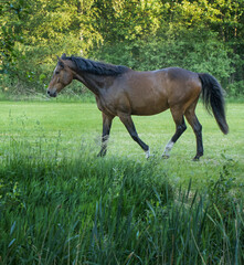 Horses running free in Meadow surrounded by forest.