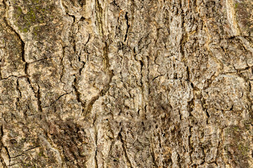 Bark of a tree simulated texture
