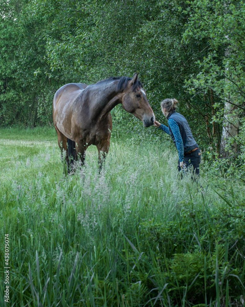 Wall mural horses running free in meadow surrounded by forest.