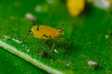 Yellow aphid on a leaf suck the sap of the plant.Small aphid gathered in a colony feed on the plant's sap. Close up shot. Italy. 