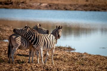 Group of Zebras standing by a water dam.
