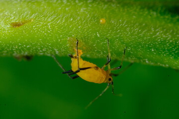 Yellow aphid on a leaf suck the sap of the plant.Small aphid gathered in a colony feed on the plant's sap. Close up shot. Italy. 
