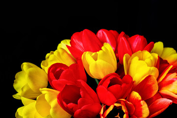 Obraz premium Czerwone i żółte tulipany na czarnym tle