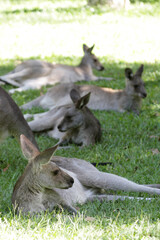 Naklejka na ściany i meble Eastern Grey Kangaroos (Macropus giganteus) sitting on the grass in Queensland, Australia.
