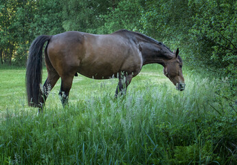 Horses running free in Meadow surrounded by forest.