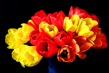 Naklejka premium Czerwone i żółte tulipany na czarnym tle