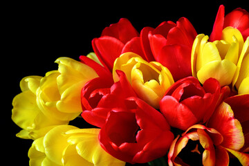 Czerwone i żółte tulipany na czarnym tle