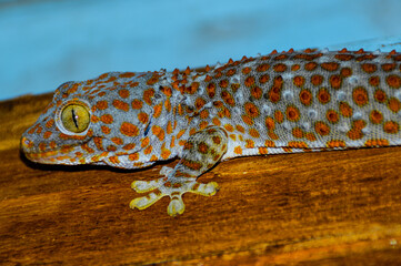 Close up of a  Tokay gecko (Gekko gecko) on a wooden floor