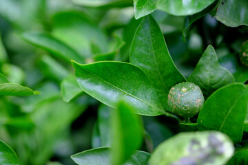 まだ小さなミカンの実
