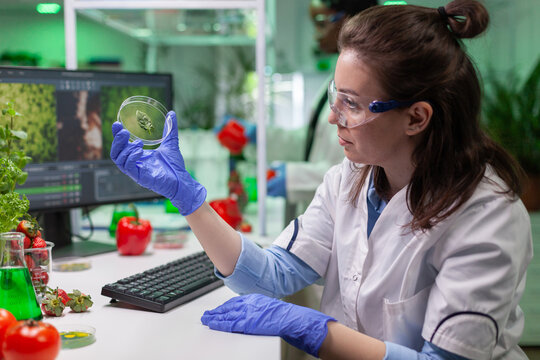 Botanist researcher holding petri dish with green leaf sample analyzing genetic mutation after biological gmo test. Chemist scientist researching botany plants working in microbiology laboratory.