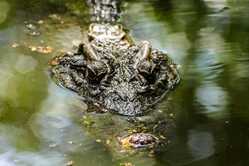 Close up of a rare Siamese crocodile partly submerged underwater spotted at Takeo Province, Cambodia