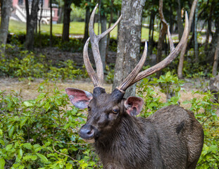 Naklejka na ściany i meble A male Sambar Deer or Rusa unicolor with great antlers among the trees and shrubs in Cambodia