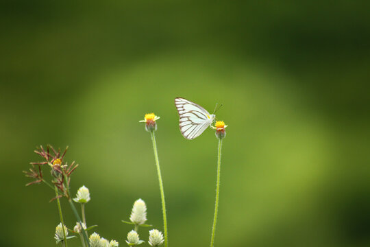 A Pieris melete butterfly perched on a wild flower