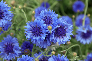 Obraz premium kornblumen
