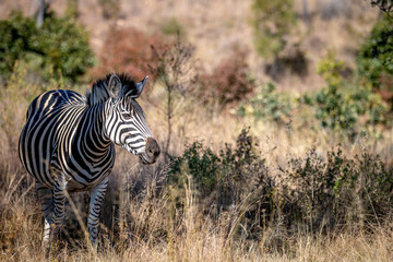 Zebra walking in the tall grass.