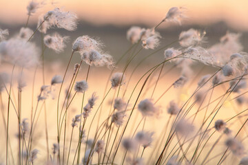 Cyperaceae, Wollgras im Moor während des Sonnenuntergangs