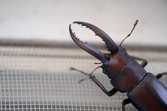 286 最適な くわがた 画像 ストック写真 ベクター Adobe Stock