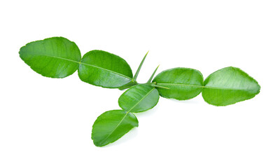 Kaffir lime leaf isolated on white background