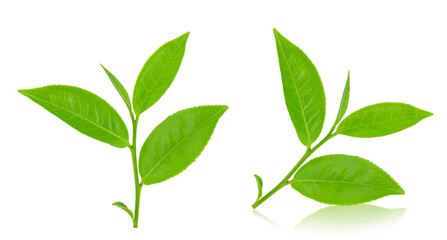 Green tea leaf isolated on white background