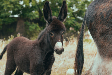 Brown cute young donkey in nature outdoors. Shy look, big ears, furry. Domestic animal on a farm. Nature background. Wild life.