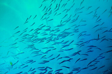 Schools of fishes swimming in blue clean sea water