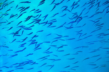Schools of fishes swimming in blue clean sea water