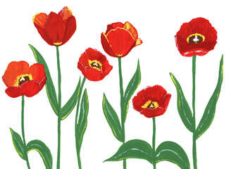 Gouache red tulips on white background, isolated