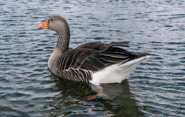 Naklejka na ściany i meble Greylag goose in a small lake.