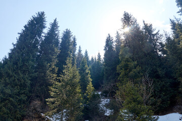 fir trees in the mountains. the sun breaking through the fir branches
