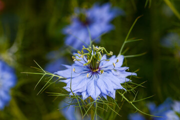 Nigelle de Damas