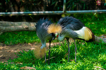 Grey crowned crane (Balearica regulorum) - beautiful representative exemplar in habitat with its stiff golden feathers on head. Wildlife and animal concept. Closeup selective focus