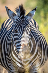 Close up of a Burchell's zebra head.