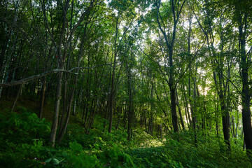 Fototapeta na wymiar landscape green forest path day