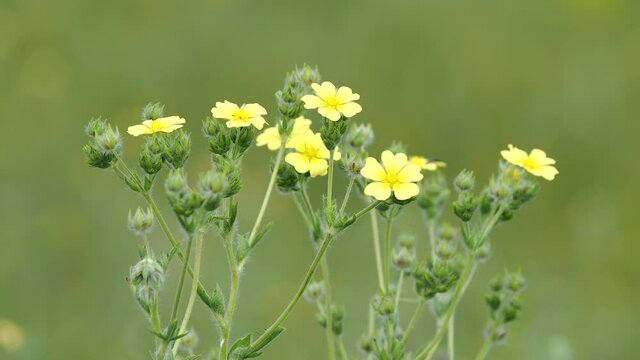 Yellow flowers of wild Sulphur cinquefoil, Potentilla recta