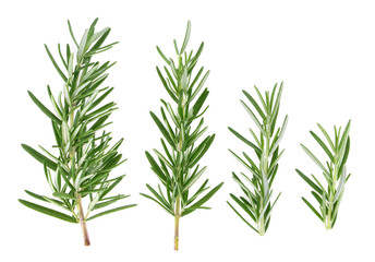Rosemary isolated on white background