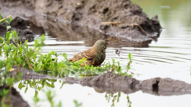 The ortolan bunting bird taking a bath, Emberiza hortulana