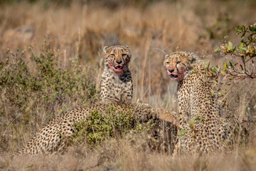 Group of Cheetahs feeding on a Blue wildebeest.