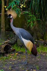 Grey crowned crane (Balearica regulorum) - beautiful representative exemplar in habitat with its...