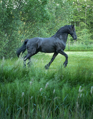 Horses running free in meadow in natural surroundings. Uffelte Drenthe Netherlands.