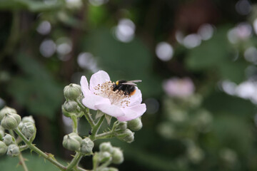brombeerblüte mit hummel