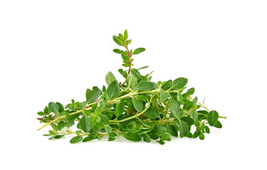 Thyme fresh herb isolated on white background