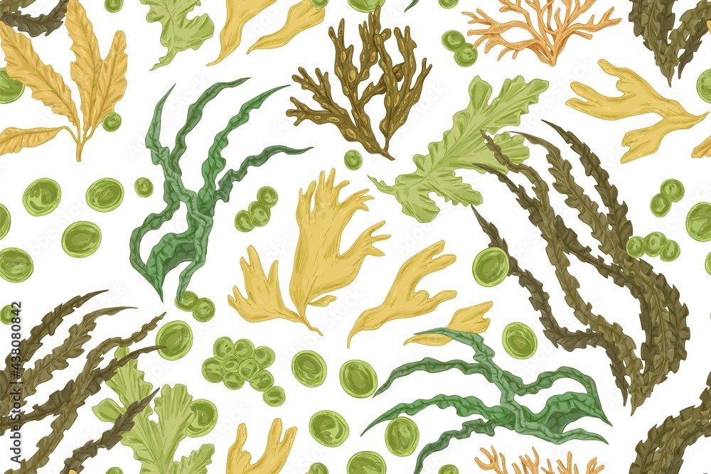 Poster Seamless botanical pattern with different realistic seaweeds on white background. Repeating texture with sea algae in vintage style. Endless backdrop with underwater plants. Drawn vector illustration