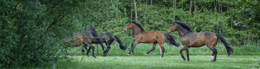Horses galloping free in meadow in natural surroundings. Uffelte Drenthe Netherlands.