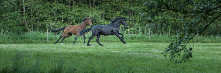Horses galloping free in meadow in natural surroundings. Uffelte Drenthe Netherlands.