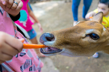 Close-up portrait of Fallow deer doe or hind of Cheetal or Spotted deer (Axis axis). Selective focus