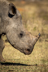 Side profile of a young White rhino calf.