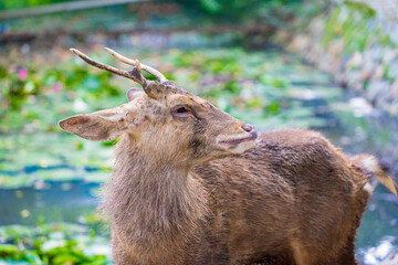 Close-up portrait of Fallow deer doe or hind of Cheetal or Spotted deer (Axis axis). Selective focus